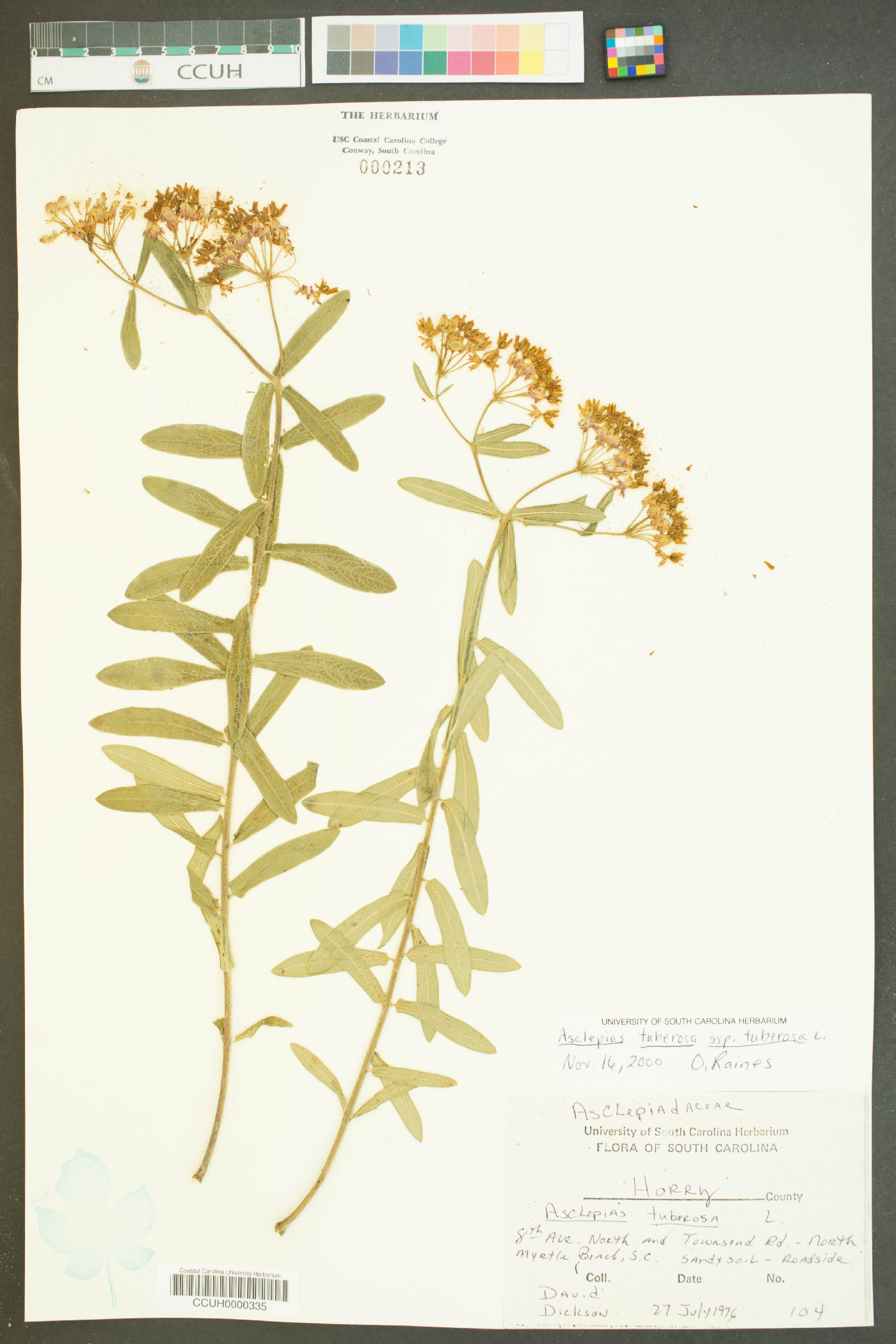 Asclepias tuberosa subsp. tuberosa image