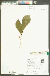 Asimina parviflora image