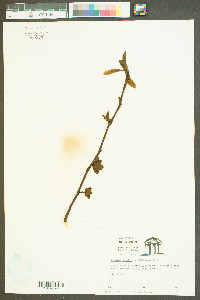 Asimina parviflora image