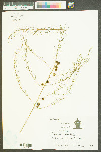 Asparagus officinalis image