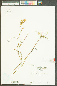 Aster racemosus image