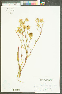 Symphyotrichum laeve var. concinnum image