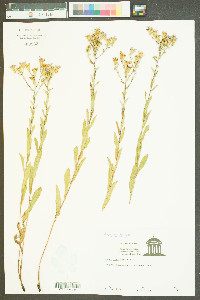 Aster gracilis image