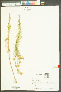 Ionactis linariifolia image