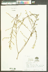 Ionactis linariifolia image