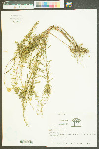 Ionactis linariifolia image