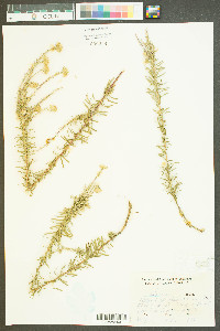 Ionactis linariifolia image