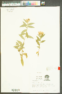 Aster carolinianus image