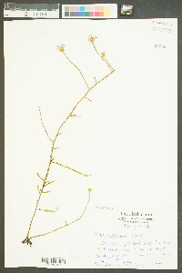 Inula spiraeifolia image