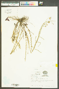 Inula spiraeifolia image