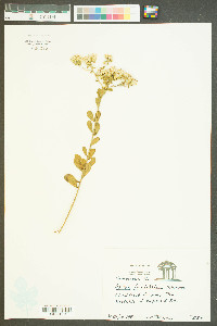 Sericocarpus tortifolius image