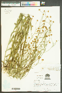 Symphyotrichum racemosum image