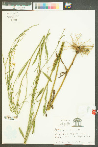 Symphyotrichum racemosum image