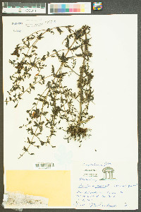 Aureolaria pectinata image