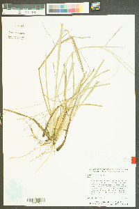 Axonopus fissifolius image