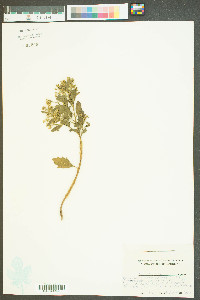 Baccharis angustifolia image