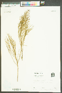 Baccharis angustifolia image