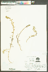 Bacopa monnieri image