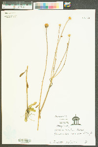 Balduina uniflora image