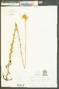 Balduina uniflora image