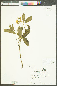 Baptisia australis image