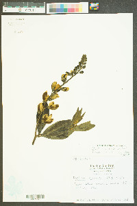 Baptisia cinerea image