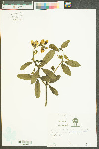 Baptisia cinerea image