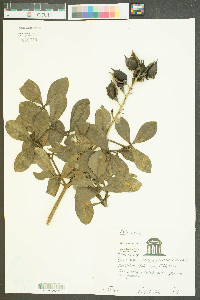 Baptisia cinerea image