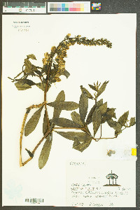 Baptisia tinctoria image