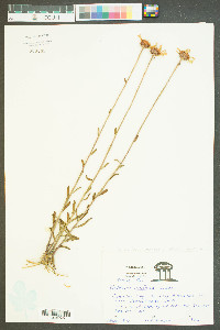 Balduina uniflora image