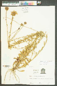 Balduina uniflora image