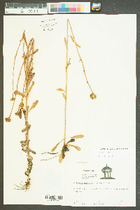 Balduina uniflora image