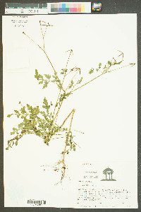 Bidens bipinnata image