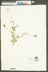 Bidens bipinnata image