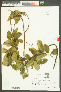 Berchemia scandens image