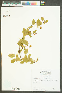 Berchemia scandens image