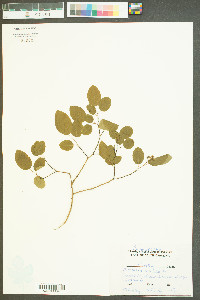 Berchemia scandens image