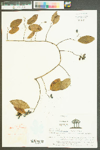 Berchemia scandens image