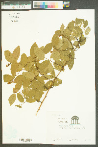 Berchemia scandens image