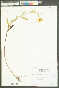 Bidens laevis image