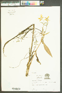 Bidens laevis image