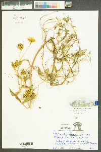 Bidens laevis image