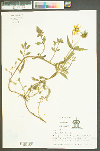 Bidens laevis image