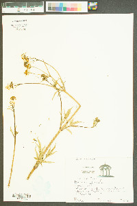 Bidens pilosa image