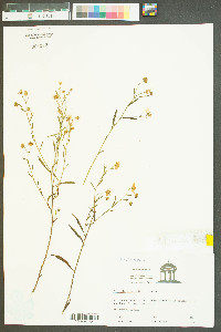 Boltonia asteroides image