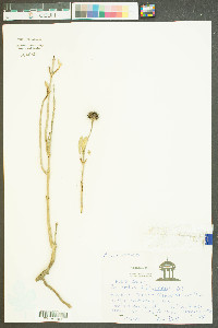 Borrichia frutescens image