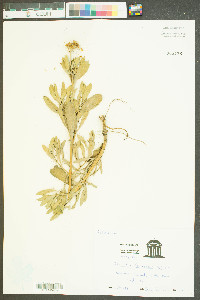 Borrichia frutescens image