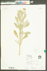 Borrichia frutescens image