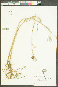 Borrichia frutescens image