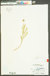 Borrichia frutescens image